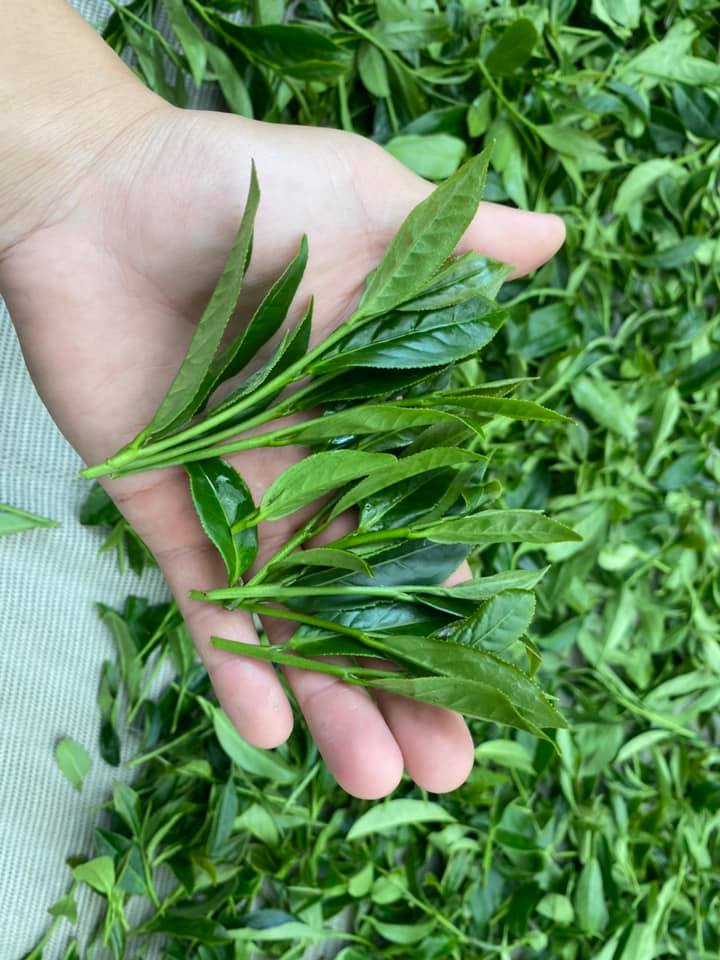 梨山-武陵農場邊 / Lishan Tea 高山茗茶