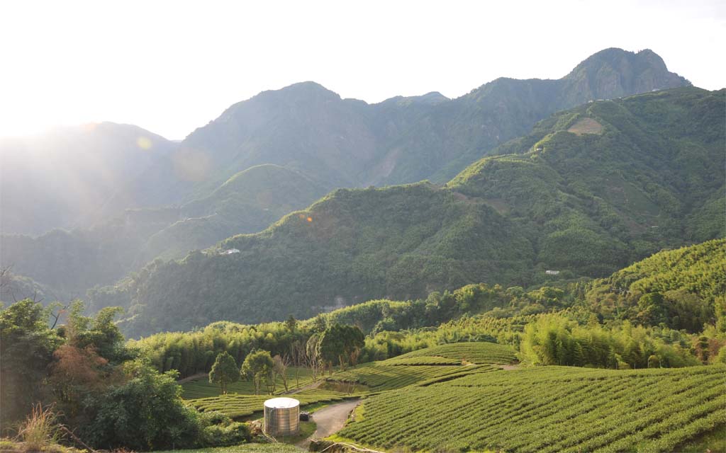 杉林溪-三層坪 / Sun Link Sea Tea 高山茗茶