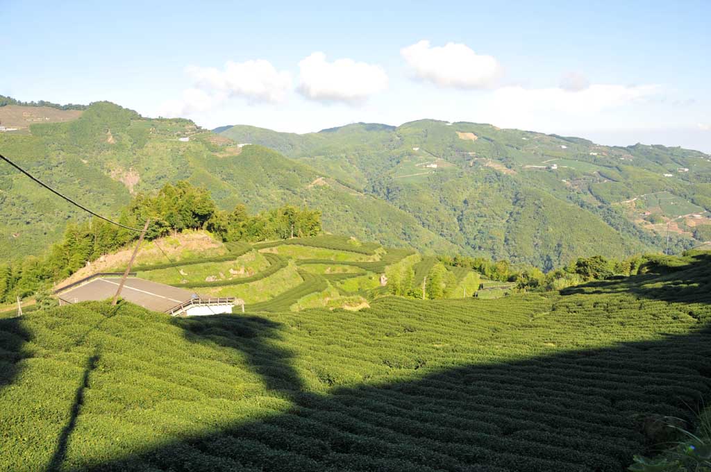 杉林溪-三層坪 / Sun Link Sea Tea 高山茗茶