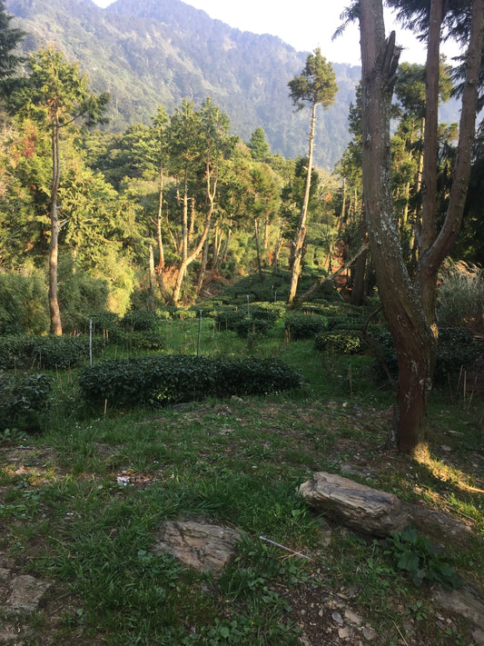 一頂天-華岡台灣第一等 / 高山茗茶