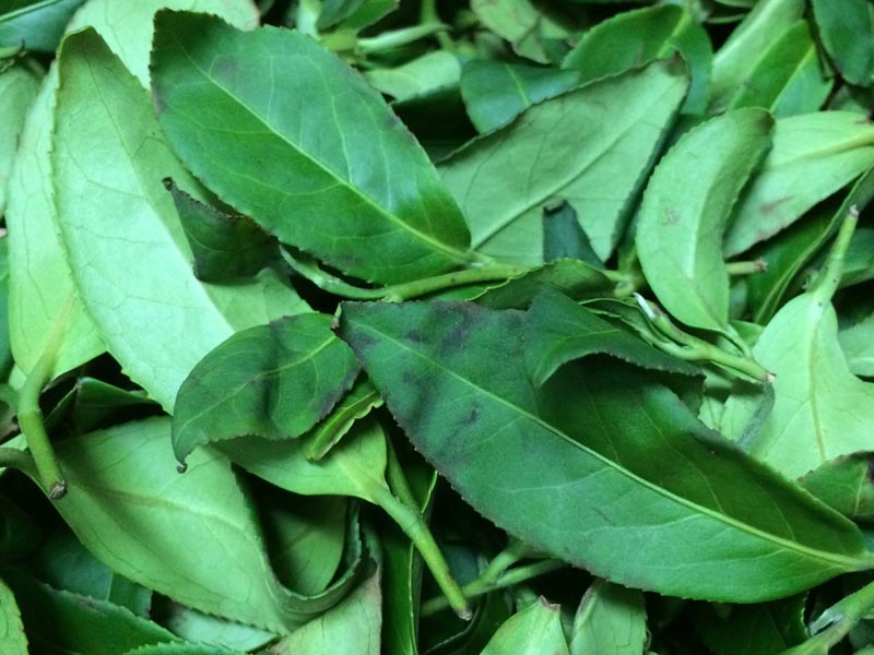 杉林溪-凍頂烏龍茶 / Tongding Oolong Tea 高山茗茶