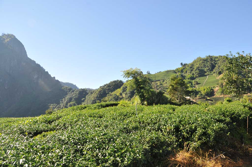 杉林溪-三層坪 / Sun Link Sea Tea 高山茗茶