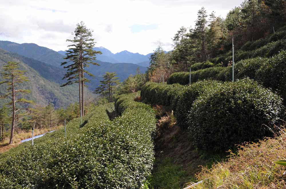梨山-武陵農場邊 / Lishan Tea 高山茗茶