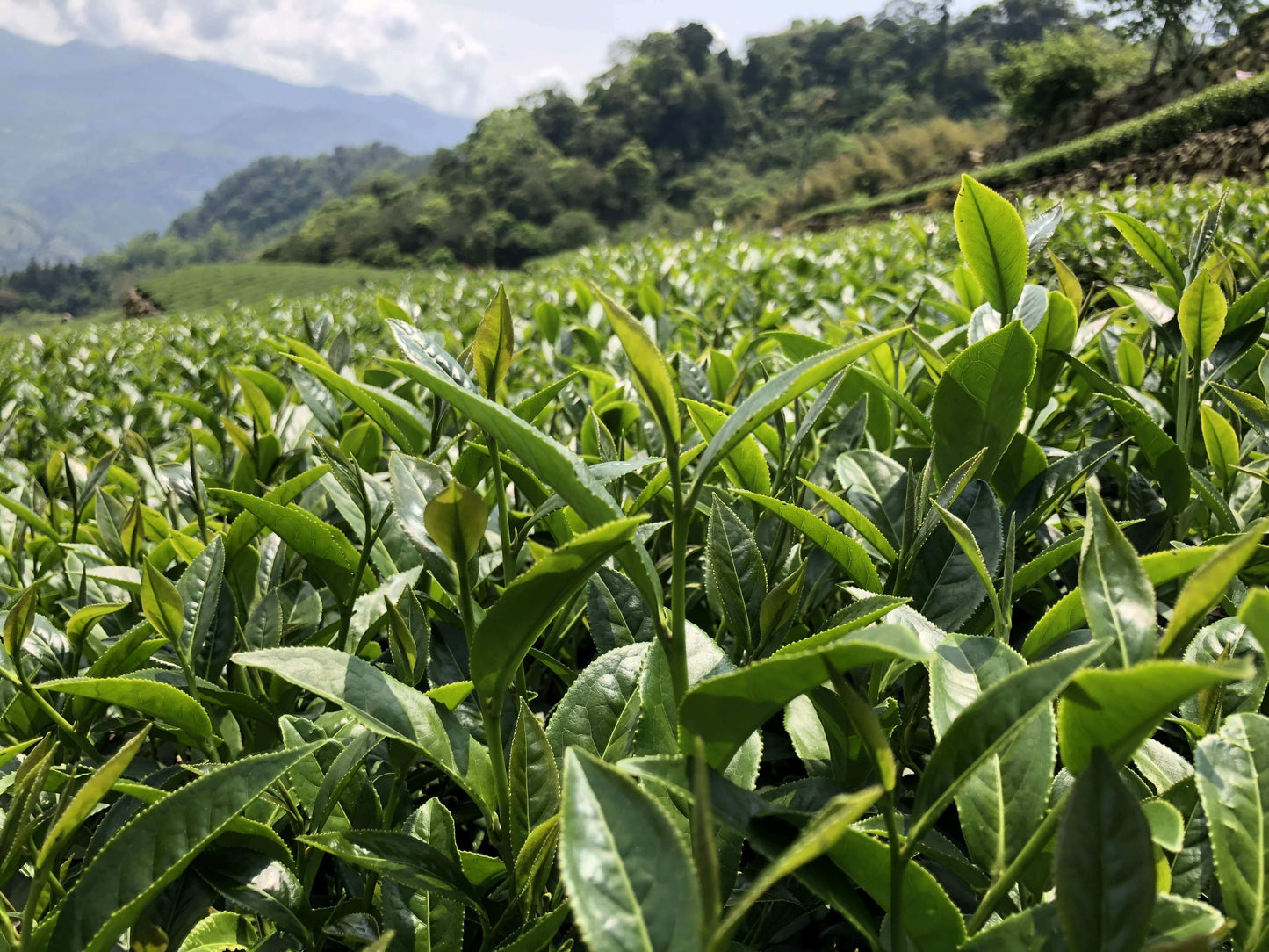 阿里山-巃頭 烏龍茶 / Alishan Loongtou Oolong Tea 高山茗茶