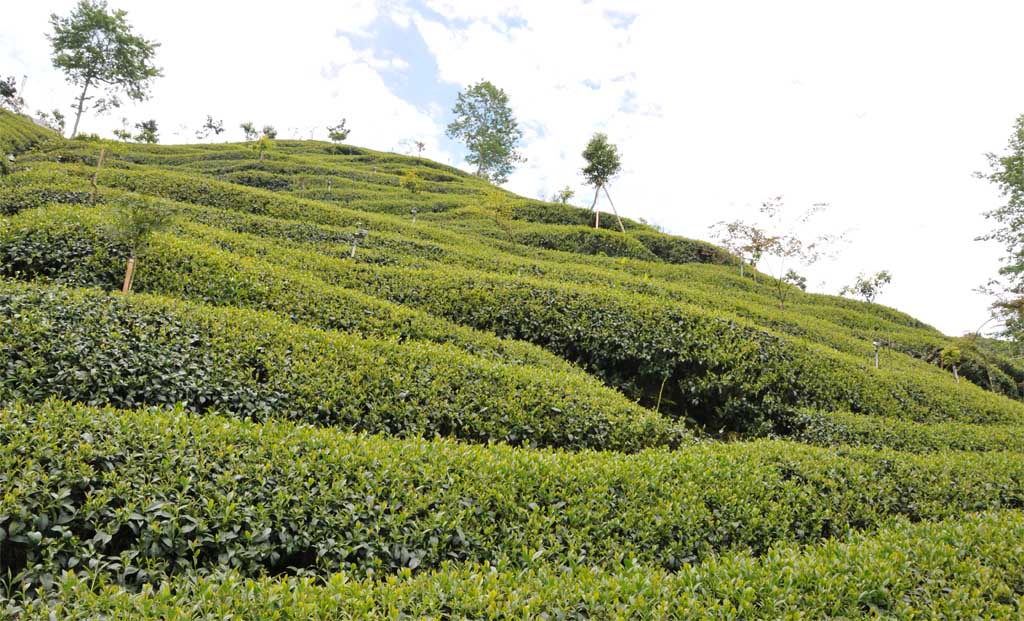 杉林溪-羊仔灣 / Sun Link Sea Tea 高山茗茶