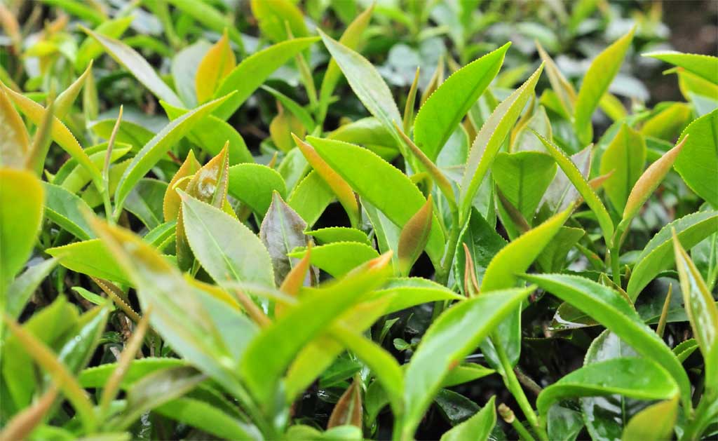 名間-四季春茶 / Sijichun Tea 高山茗茶