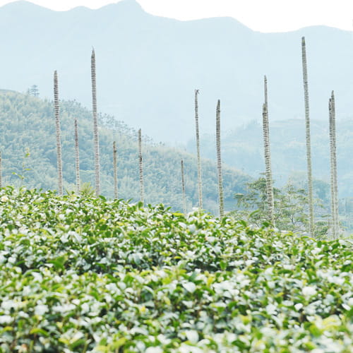 阿里山-瑞峰金萱 / Alishan Ruifeng Jhinhsuan Tea 高山茗茶