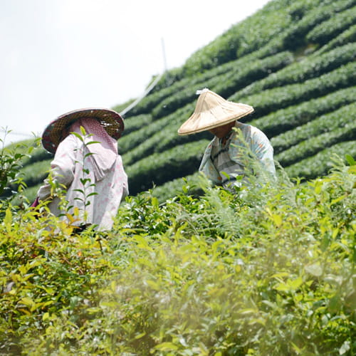 阿里山-瑞峰金萱 / Alishan Ruifeng Jhinhsuan Tea 高山茗茶