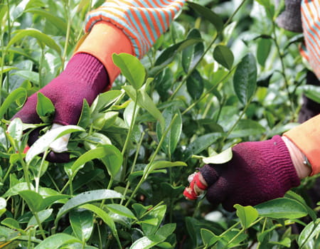 阿里山-瑞峰金萱 / Alishan Ruifeng Jhinhsuan Tea 高山茗茶