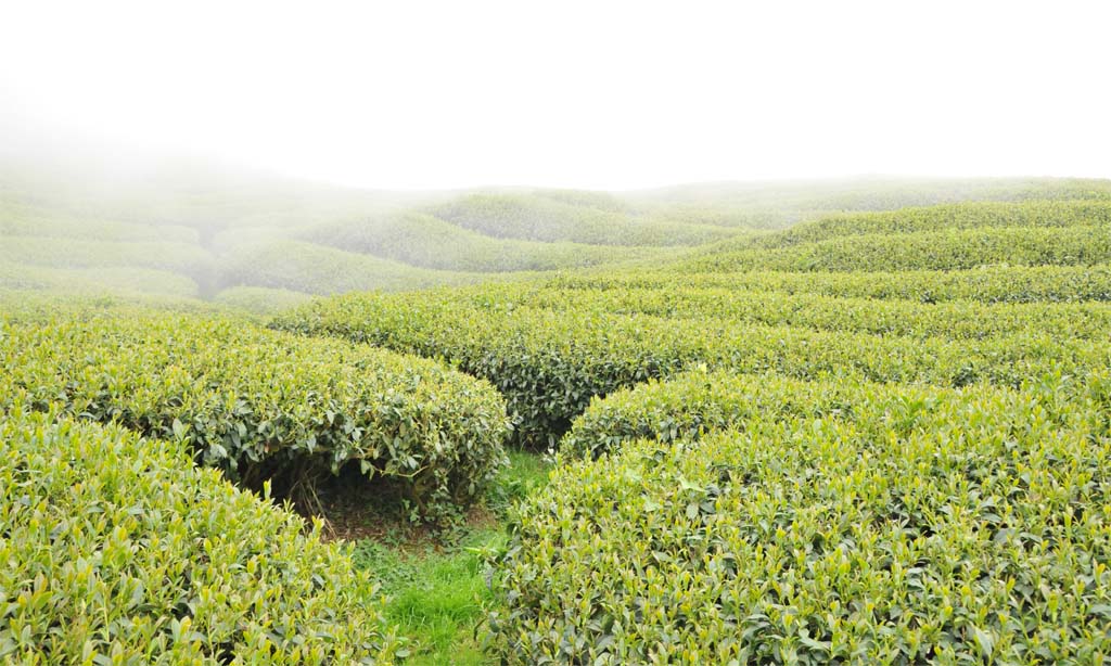 杉林溪-羊仔灣 / Sun Link Sea Tea 高山茗茶