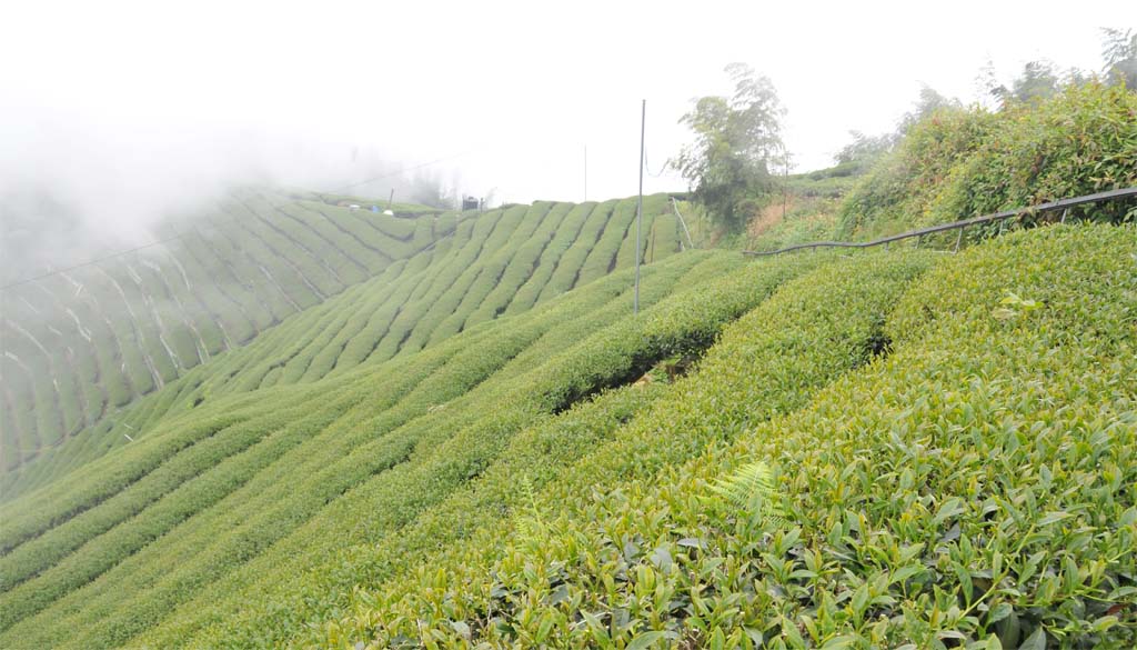 杉林溪-羊仔灣 / Sun Link Sea Tea 高山茗茶