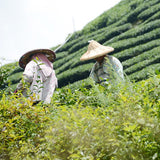 阿里山-瑞峰金萱 / Alishan Ruifeng Jhinhsuan Tea 高山茗茶
